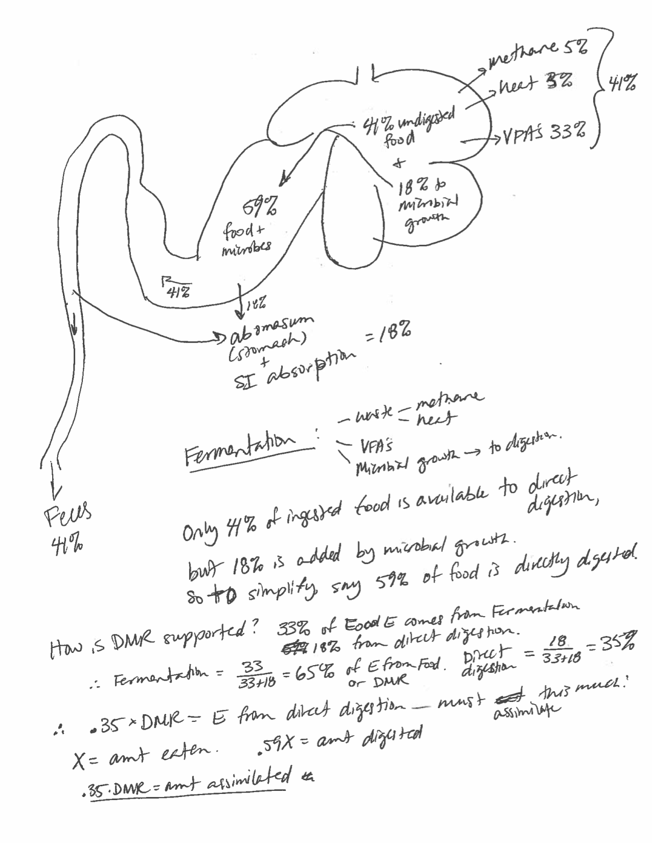 foregut-fermentation-model-animal-physiology